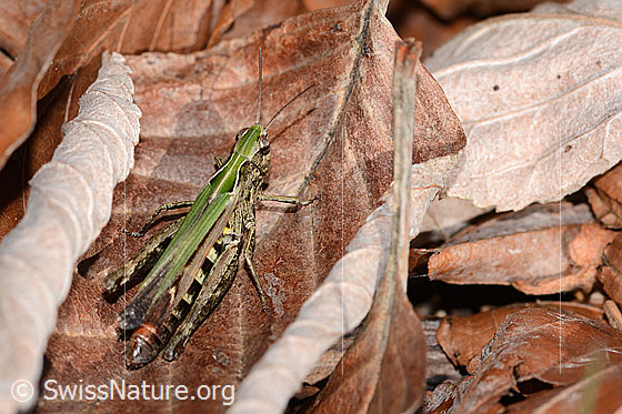 Foto: Wahrscheinlich Brauner Grashüpfer (Chorthippus brunneus). Länge 23mm. Weibchen. Ansicht von schräg oben.