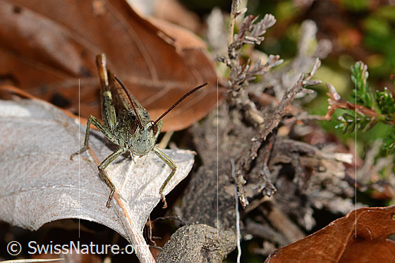 Foto: Wahrscheinlich Brauner Grashüpfer (Chorthippus brunneus). Länge 18mm. Ansicht von vorne.