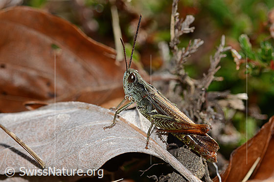 Photo: Probably Chorthippus brunneus. Length 18mm. View from the side.