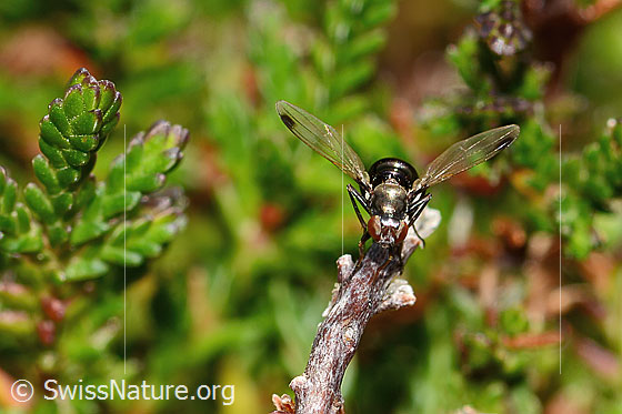 Foto: Wahrscheinlich Sepsis cynipsea (Schwingfliege). Länge 4 mm. Weibchen. Ansicht von vorne.