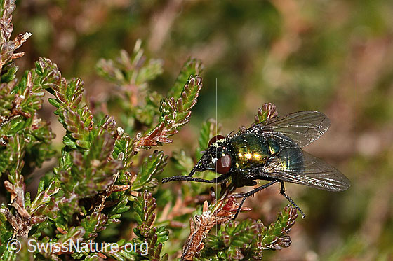 Foto: Neomyia cornicina (Fliege). Länge 6 - 9mm. Weibchen. Ansicht von seitlich oben.
