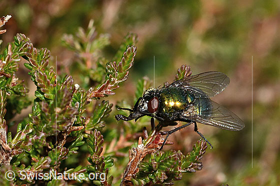 Foto: Neomyia cornicina (Fliege). Länge 6 - 9mm. Weibchen. Ansicht von seitlich vorne.
