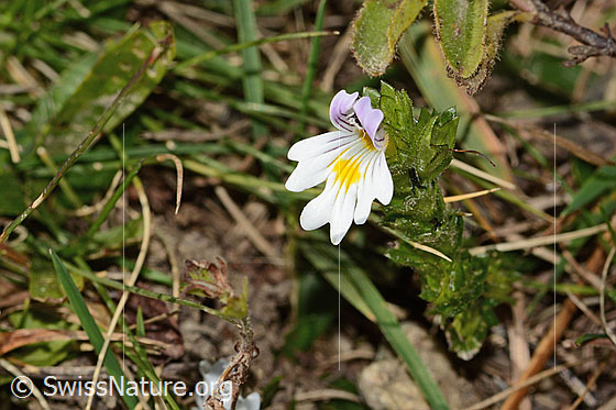 Photo: Euphrasia rostkoviana. Blossom. View from side front.