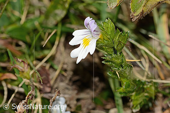 Photo: Euphrasia rostkoviana. Whole plant (habiti). Height = 4cm.