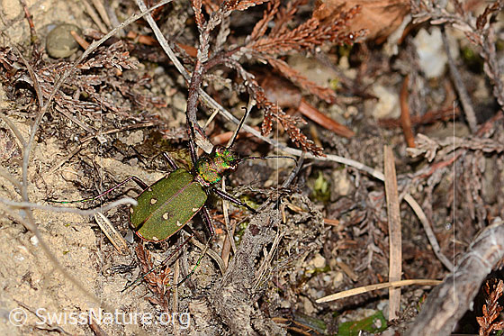 Photo: Cicindela campestris. Length 10.5 - 14.5mm. View from the side above.