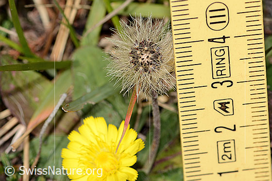 Foto: Wahrscheinlich Langhaariges Habichtskraut (Hieracium pilosella).