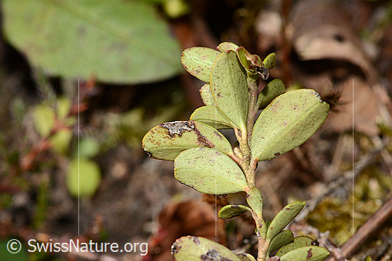 Foto: Preiselbeere (Vaccinium vitis-idaea). Blattunterseite.