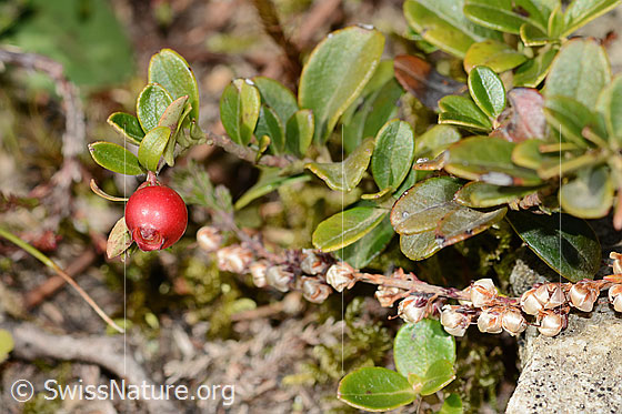 Photo: Vaccinium vitis-idaea. Fruit and branch.