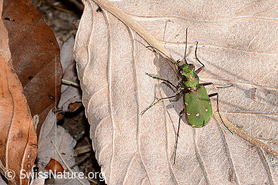 Photo: Cicindela campestris. Length 12mm. View from above.