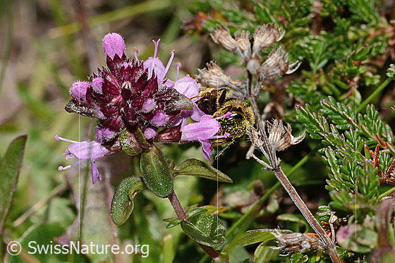 Photo: Halictus rubicundus on Thymus pulegioides. Length 10mm. Female. View from the front.