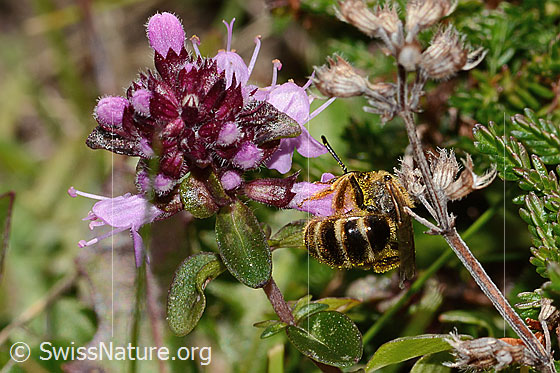 Photo: Halictus rubicundus on Thymus pulegioides. Length 10mm. Female. View from behind.