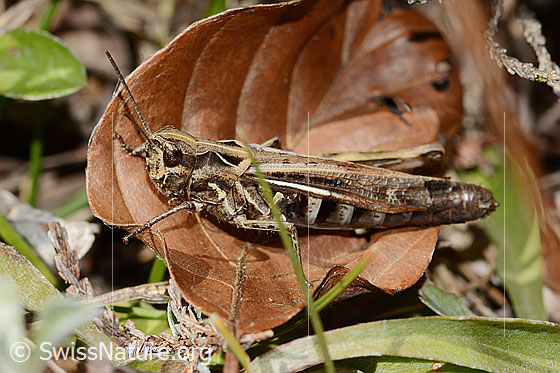 Nachtigall-Grashüpfer (Chorthippus biguttulus)
