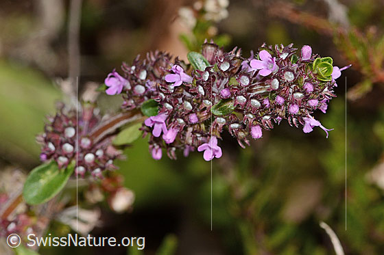 Photo: Thymus pulegioides. Blossoms.