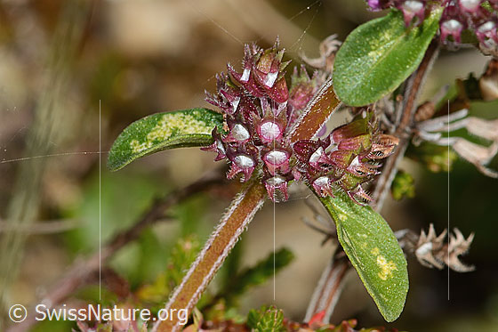 Foto: Arznei-Thymian (Thymus pulegioides). Stängel, Blätter und Blüten.