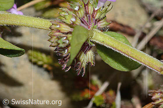 Foto: Arznei-Thymian (Thymus pulegioides). Stängel und Blätter. Blattunterseite.
