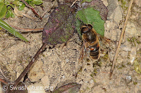 Foto: Mistbiene (Eristalis tenax). Länge 14 - 16mm. Männchen. Ansicht von schräg oben.