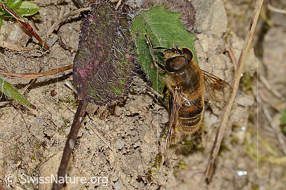 Foto: Mistbiene (Eristalis tenax). Länge 14 - 16mm. Männchen. Ansicht von seitlich vorne.