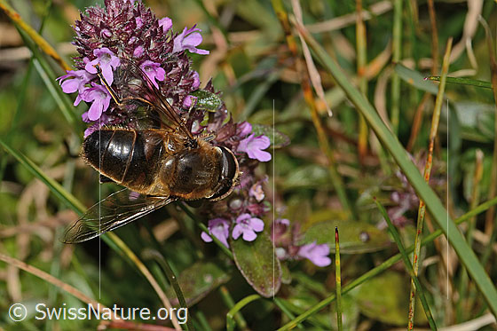 Foto: Garten-Keilfleckschwebfliege (Eristalis horticola) an Arznei-Thymian (Thymus pulegioides). Länge 11 - 15mm. Männchen. Ansicht von hinten oben.
