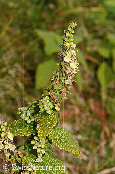 Foto: Salbeiblättriger Gamander (Teucrium scorodonia). Ganze Pflanze (Habitus).