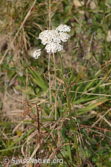 Foto: Gemeine Schafgarbe (Achillea millefolium). Ganze Pflanze (Habitus).
