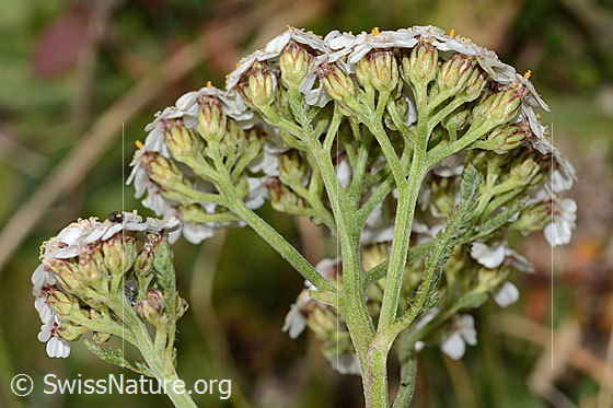 Foto: Gemeine Schafgarbe (Achillea millefolium). Blütenstand und Kelche. Ansicht von der Seite.