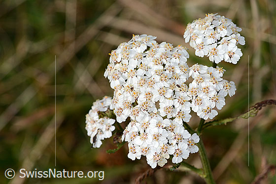 Foto: Gemeine Schafgarbe (Achillea millefolium). Blütenstand.