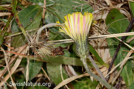Photo: Hieracium pilosella. Blossom, calyx and stem. View from the side.