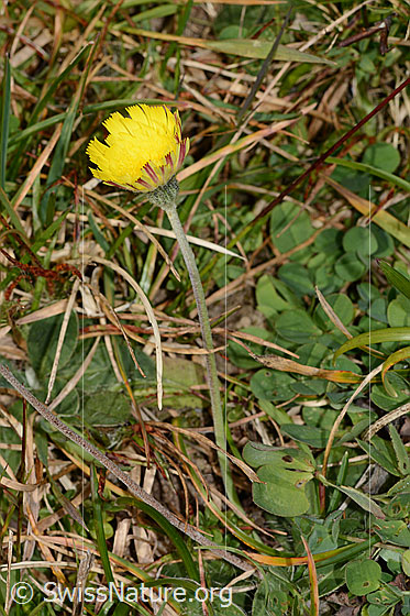 Photo: Hieracium pilosella. Whole plant (habiti).
