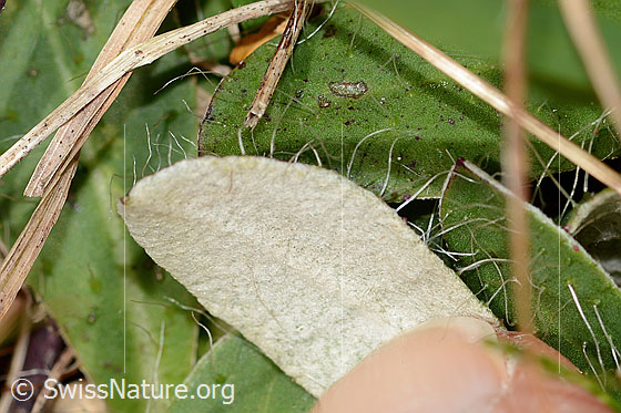 Photo: Hieracium pilosella. Leaf underside.