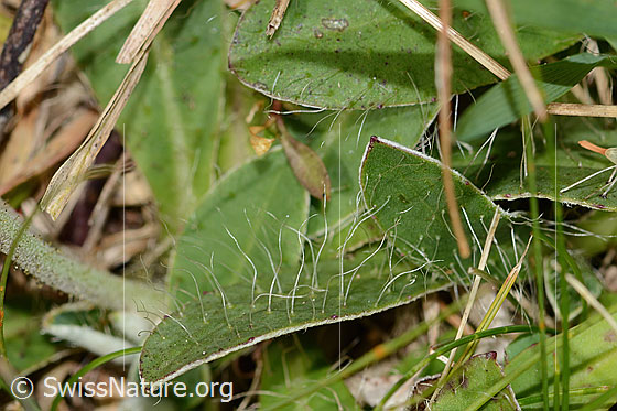 Photo: Hieracium pilosella. Leaf top.