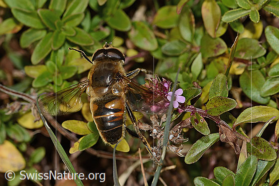 Foto: Mistbiene (Eristalis tenax) auf Arznei-Thymian (Thymus pulegioides). Länge 15mm. Männchen. Ansicht von oben.

Mistbiene
Lat.: Eristalis tenax
Familie: Syrphidae (Schwebfliegen)
Gattung: Eristalis

Arznei-Thymian
Lat.: Thymus pulegioides
Familie: Lamiaceae (Lippenblütler)
Gattung: Thymus (Thymiane)