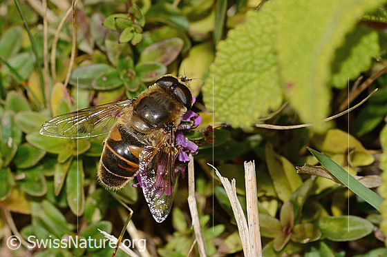 Foto: Mistbiene (Eristalis tenax) auf Arznei-Thymian (Thymus pulegioides). Länge 15mm. Männchen. Ansicht von oben.

Mistbiene
Lat.: Eristalis tenax
Familie: Syrphidae (Schwebfliegen)
Gattung: Eristalis

Arznei-Thymian
Lat.: Thymus pulegioides
Familie: Lamiaceae (Lippenblütler)
Gattung: Thymus (Thymiane)