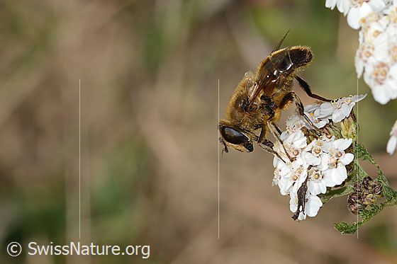 Photo: Eristalis horticola on Achillea millefolium. Length 15mm. Male. View from the side.