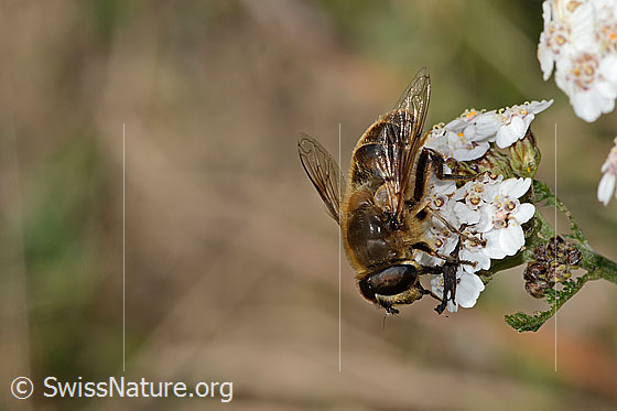 Foto: Garten-Keilfleckschwebfliege (Eristalis horticola) auf Gemeiner Schafgarbe (Achillea millefolium). Länge 15mm. Männchen. Ansicht von seitlich oben.