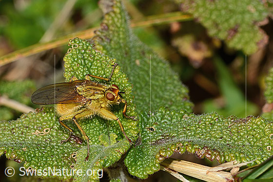 Foto: Gelbe Dungfliege (Scathophaga stercoraria). Länge 8mm. Männchen. Ansicht von seitlich vorne.
