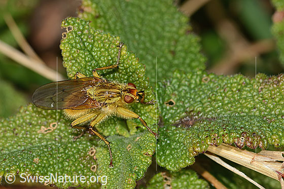 Photo: Scathophaga stercoraria. Length 8mm. Male. View from the side above.