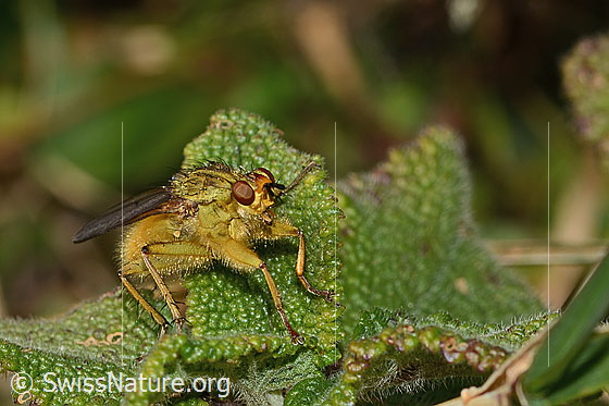 Foto: Gelbe Dungfliege (Scathophaga stercoraria). Länge 8mm. Männchen. Ansicht von seitlich vorne.