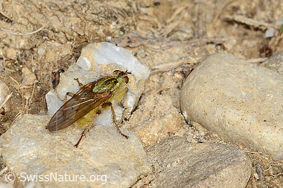Foto: Gelbe Dungfliege (Scathophaga stercoraria). Länge 5 - 10mm. Männchen. Ansicht von seitlich oben.