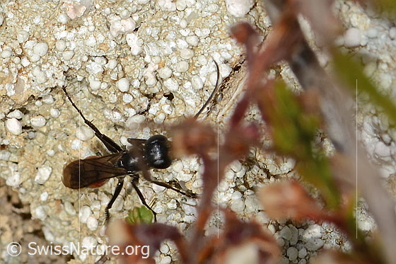 Foto: Wahrscheinlich Anoplius infuscatus (Wegwespe). Länge 7mm. Ansicht von oben.