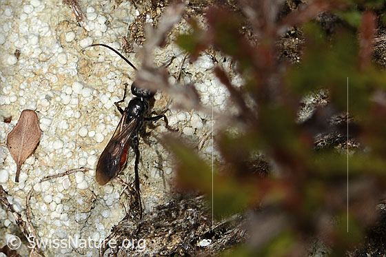 Foto: Wahrscheinlich Anoplius infuscatus (Wegwespe). Länge 7mm. Ansicht von oben.