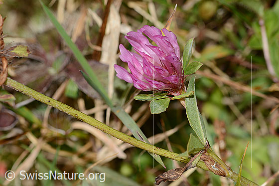 Photo: Trifolium pratense. Blossom. View from diagonally above.