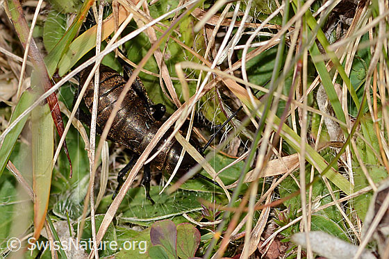 Foto: Feldgrille (Gryllus campestris). Länge 16mm. Spätes Nymphenstadium. Ansicht von oben.