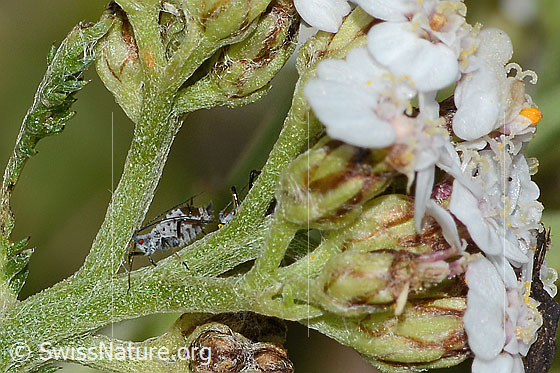 Foto: Wahrscheinlich Macrosiphoniella subterranea (Blattlaus) an Gemeiner Schafgarbe (Achillea millefolium). Länge 2mm. Ansicht von der Seite.