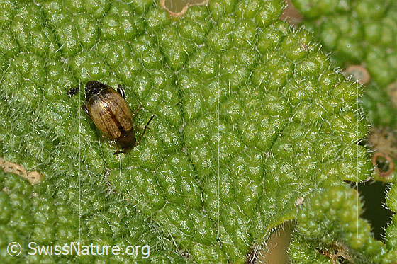 Foto: Wahrscheinlich Schwarzköpfiger Wegerich-Erdfloh (Longitarsus melanocephalus). Länge 3mm. Ansicht von oben.