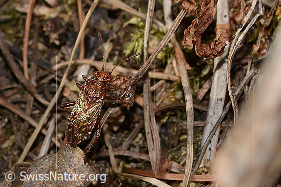 Foto: Hellbraune Glasflügelwanze (Rhopalus subrufus). Länge 7mm. Ansicht von oben.