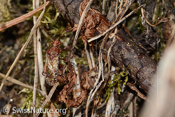 Photo: Rhopalus subrufus. Length 7mm. View from the side above.