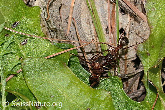 Foto: Rote Waldameisen (Formica rufa). Länge 4 - 9mm. Zwei Ameisen kommunizieren miteinander. Ansicht von oben.
