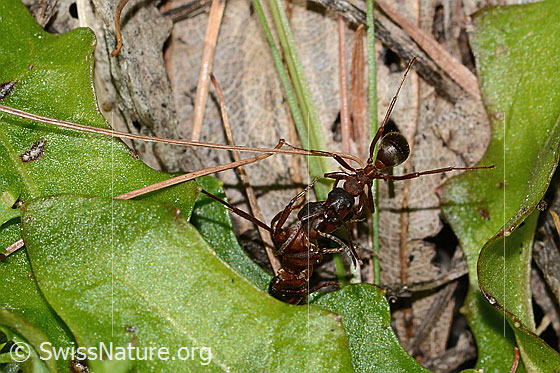 Photo: Formica rufa. Length 4 - 9mm. Two ants communicate with each other. View from above.
