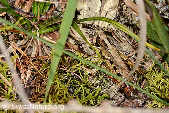 Foto: Rote Keulenschrecke (Gomphocerippus rufus). Länge 17 - 23mm. Weibchen. Ansicht von seitlich hinten oben.