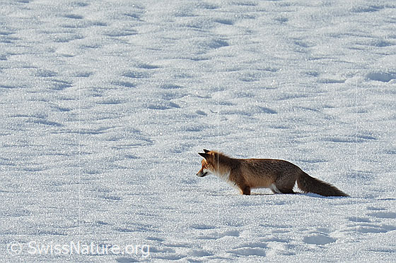 Ein Rotfuchs (Vulpes vulpes) hat unter dem Schnee eine Maus lokalisiert.